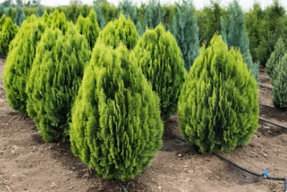 top 5 best evergreen dwarf trees you can use for your garden